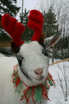 a goat with red antlers on it's head and scarf around its neck