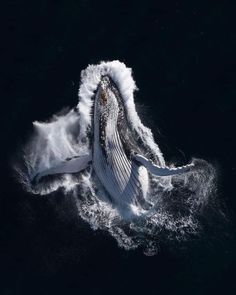 the tail of a humpback whale is seen from above