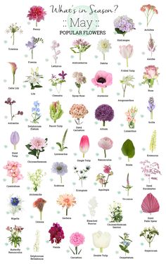 a poster with flowers in different colors and sizes