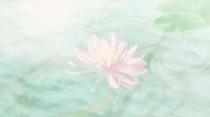 a pink flower floating on top of water