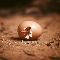 an egg with a bird in it on the ground