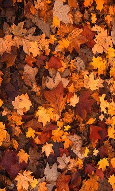 many different colored leaves laying on the ground