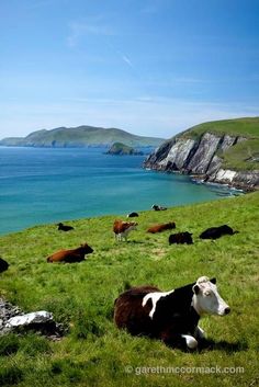 cows are laying in the grass by the water