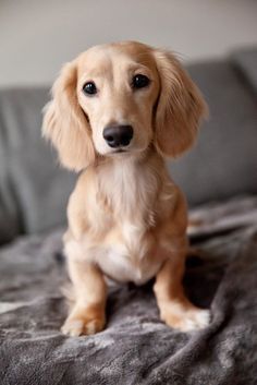 a small brown dog sitting on top of a bed