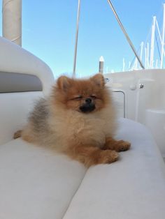 a small brown dog sitting on top of a white couch next to a sail boat