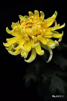 a large yellow flower with green leaves in the background and an image of a black back ground