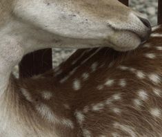 a baby deer is nursing from its mother