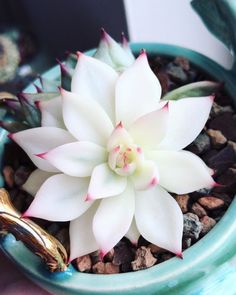 a small white flower is in a blue pot with rocks and gravel on the ground