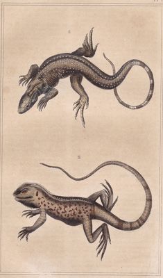 two lizards are depicted in this antique print