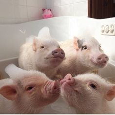 three little pigs sitting in a bathtub with their noses sticking out and looking at the camera