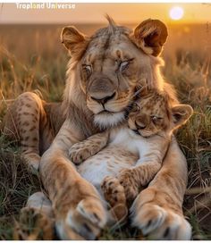 two young lions cuddle together in the grass at sunset, with their mother resting on its back