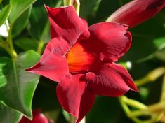 a red flower with green leaves in the background