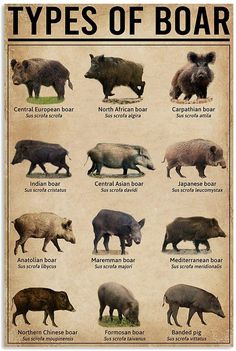 an animal poster with different types of boars