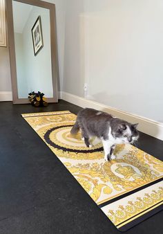 a cat standing on top of a rug in the middle of a room next to a mirror