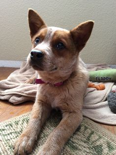 a brown and white dog laying on top of a wooden floor next to a stuffed animal