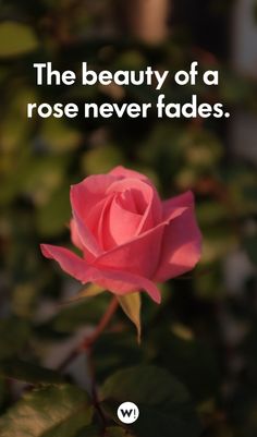 157 Short Rose Quotes For Instagram Instagram Short Captions, Rose Quotes Inspirational Short, Rose Quotes Inspirational, Flower Quotes Instagram, Quotes About Roses, Rose Captions, Rose Flower Quotes