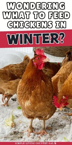 chickens standing in the snow with text overlay reading wondering what to feed chickens in winter?