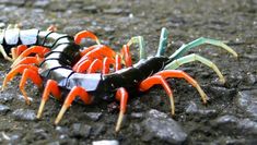 two orange and black crabs on the ground with their legs spread out, facing each other