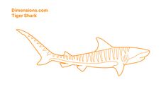 an orange and white drawing of a shark