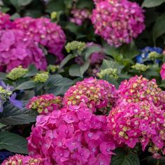 purple flowers are blooming in the garden