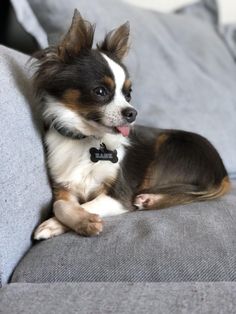 a brown and white dog laying on top of a gray couch next to pillows with his tongue hanging out