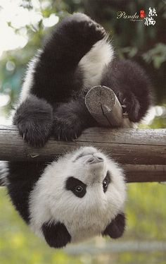 two panda bears hanging upside down on a tree branch