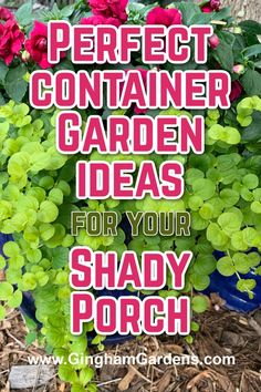 the words perfect container garden ideas for your shady porch