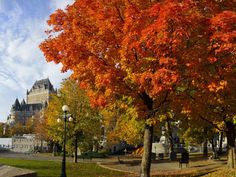 the trees are changing colors in the fall