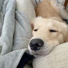 a close up of a dog sleeping on a couch