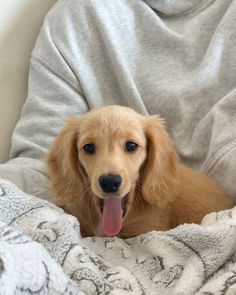 a brown dog laying on top of a bed under a blanket with its tongue hanging out