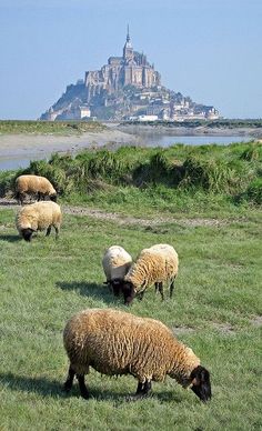 sheep graze in a field with an island in the background