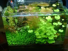 a fish tank filled with plants and rocks