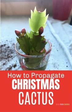 a christmas cactus in a clear glass vase with text overlay reading how to propagate christmas cactus