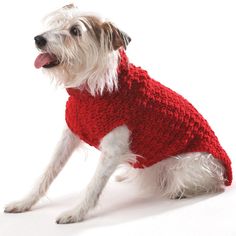 a white dog wearing a red sweater