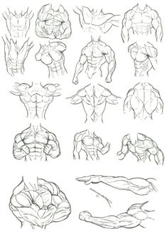 an image of the muscles drawn in pencil