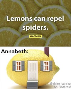 an orange with the caption lemons can repel spiders anabeth @ claire valdesz on pinterest