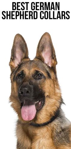 a german shepherd dog with its tongue out and the caption best german shepherd collars