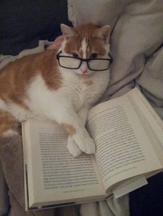 an orange and white cat wearing glasses while laying on a bed with a book in its paws