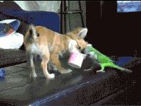 a small dog standing on top of a couch next to a toy parrot and tv