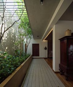 the hallway is lined with plants and wooden flooring, along with a large window