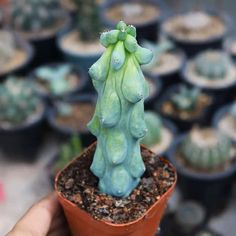 a hand holding a small potted plant in front of many other pots with cacti