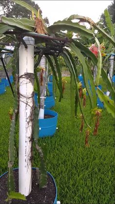 the plant is growing in the potted area on the grass near many blue plastic containers