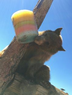 a bear is holding onto a pole with an ice cream cone in it's mouth