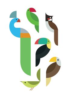 an image of birds with different colors and shapes on it's back side, including toucans