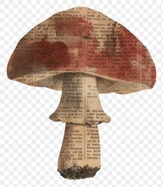 an old book page with a mushroom on it, and the pages have been altered to look