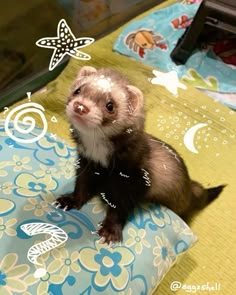 a ferret sitting on top of a blue and yellow blanket