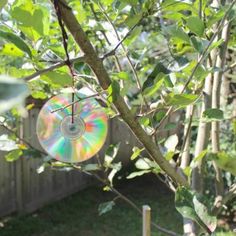 a cd is hanging from a tree branch in the yard with other trees and bushes behind it