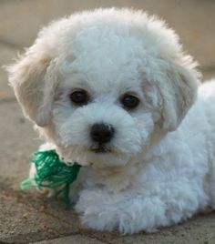 a small white dog with a green bow around its neck sitting on the ground and looking at the camera