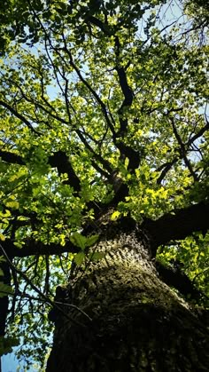 the top of a large tree with lots of green leaves on it's branches