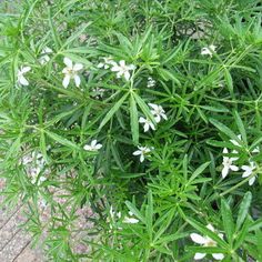 some white flowers are growing in the grass